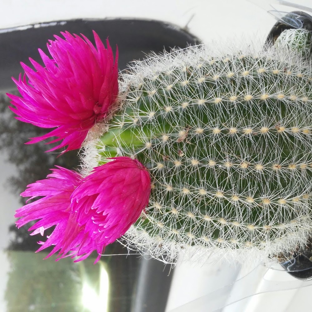 Meet your Posher, Laura